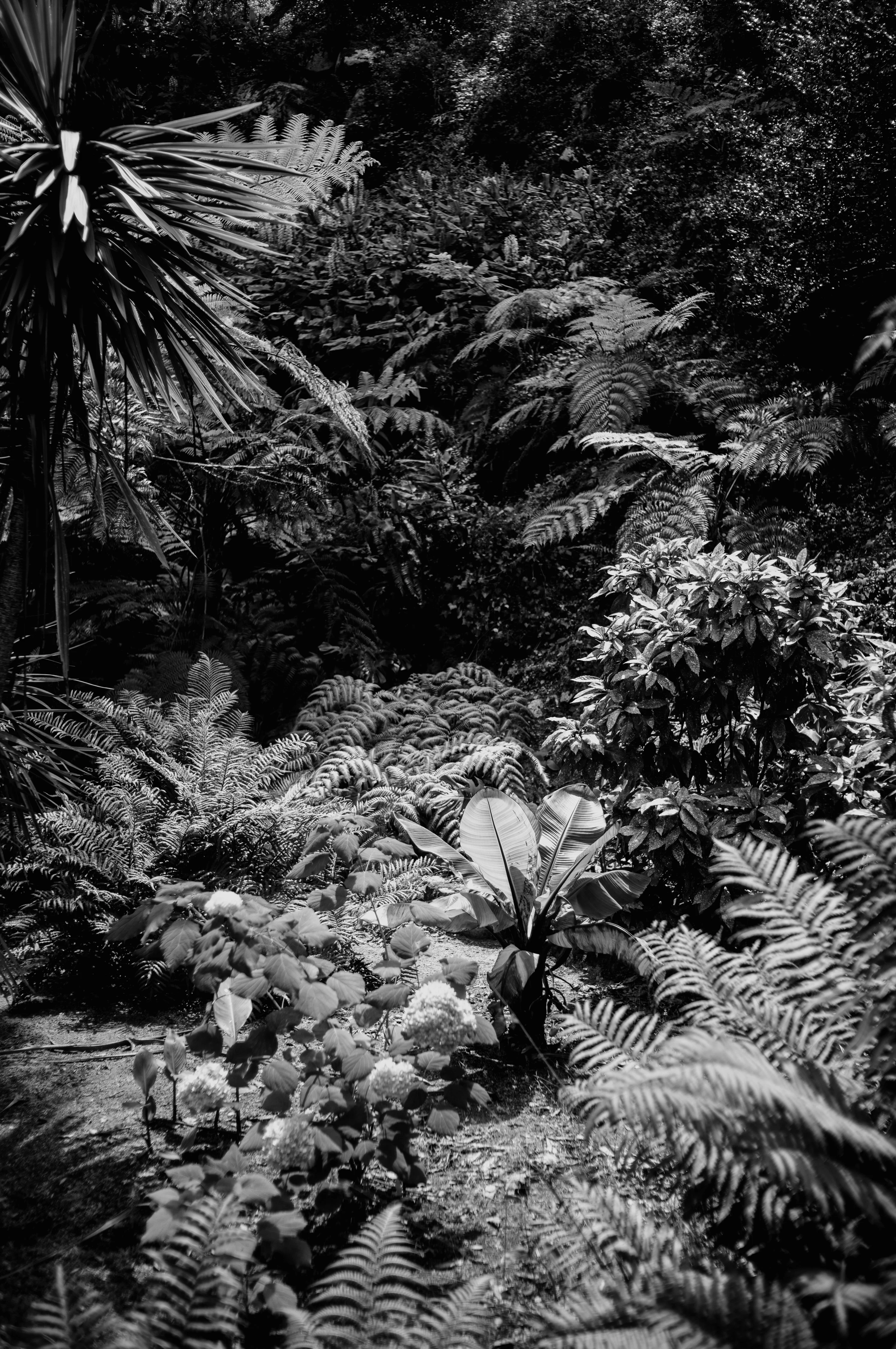 Black and white image of a dense fern-filled garden.