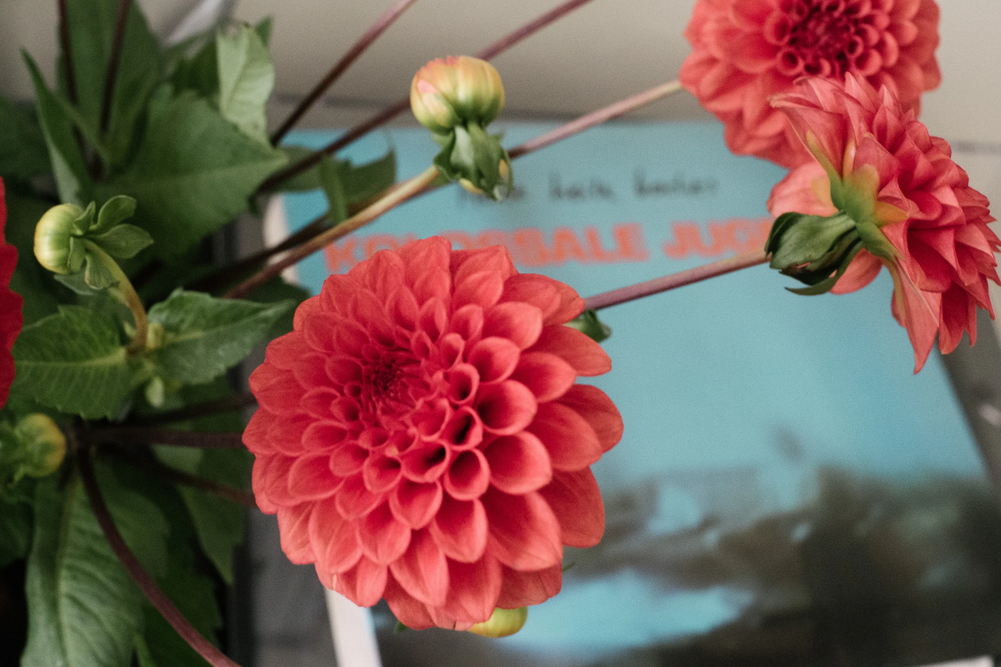 Close-up of a vibrant red dahlia flower with green leaves in the background.