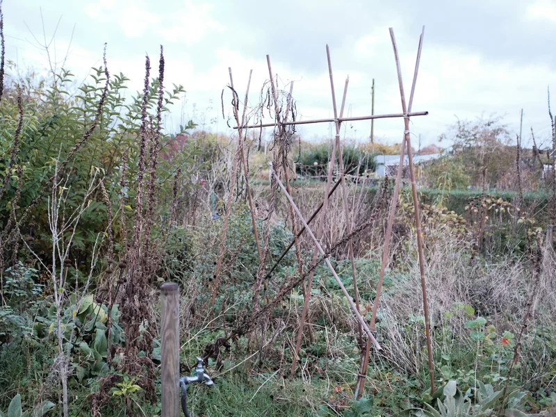 Garden with wooden plant supports amidst overgrown vegetation.