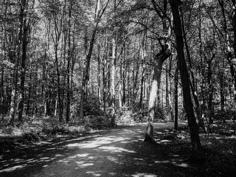 A black and white photo of a forest path surrounded by tall trees with sunlight filtering through.