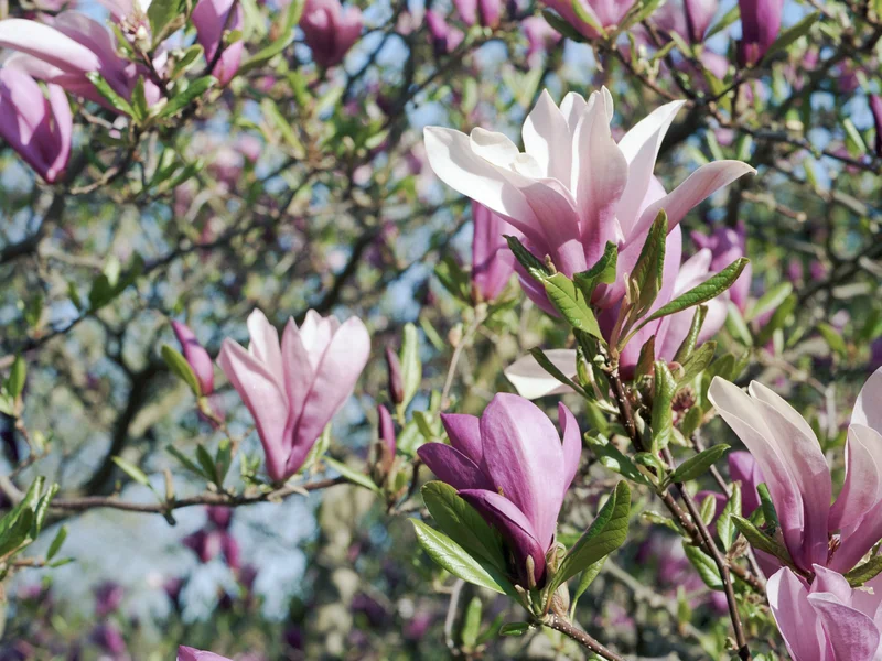 Close-up of blooming pink magnolia flowers on branches.