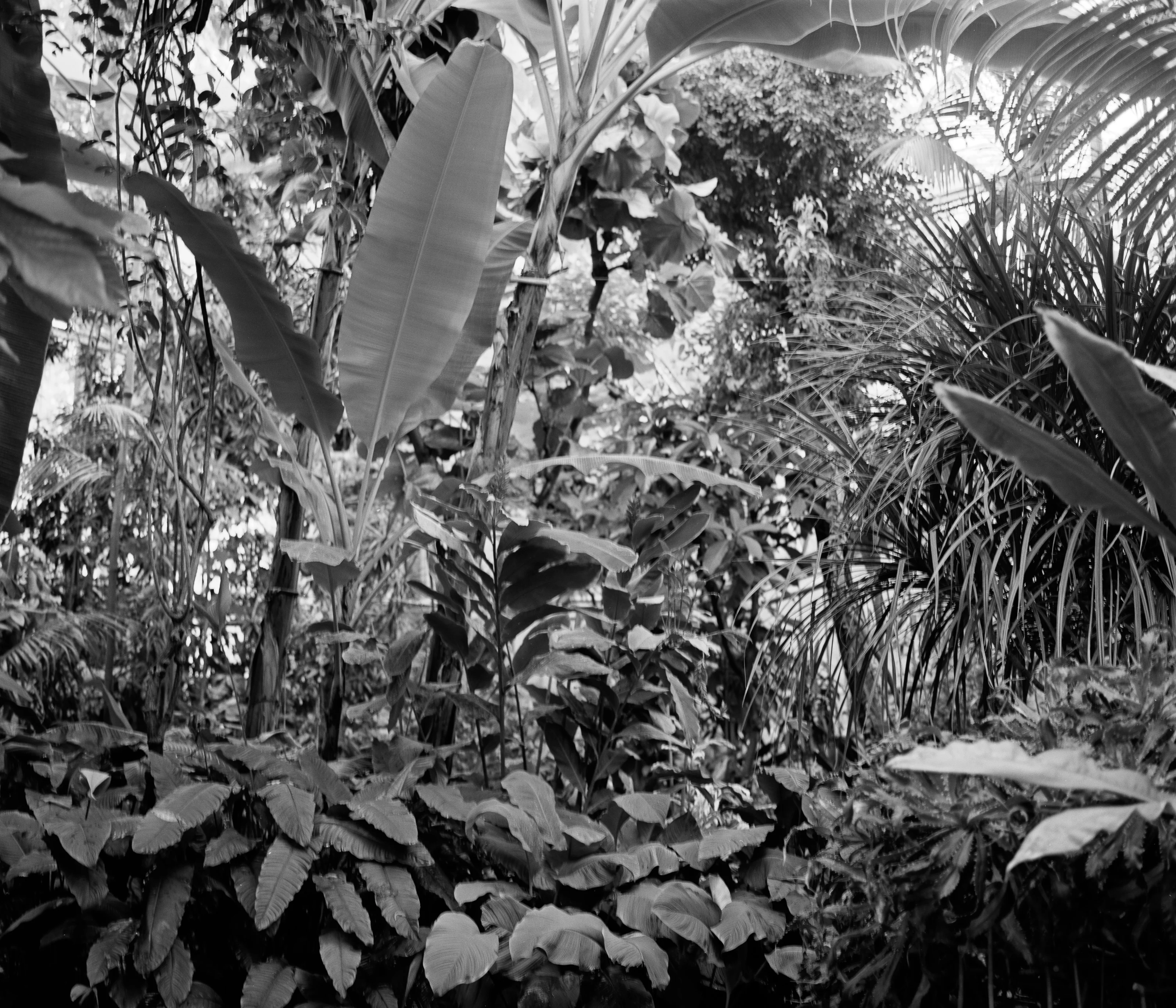 Dense tropical foliage with large leaves and various plants.
