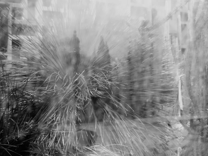 Blurred and abstract view of cacti with elongated spikes.