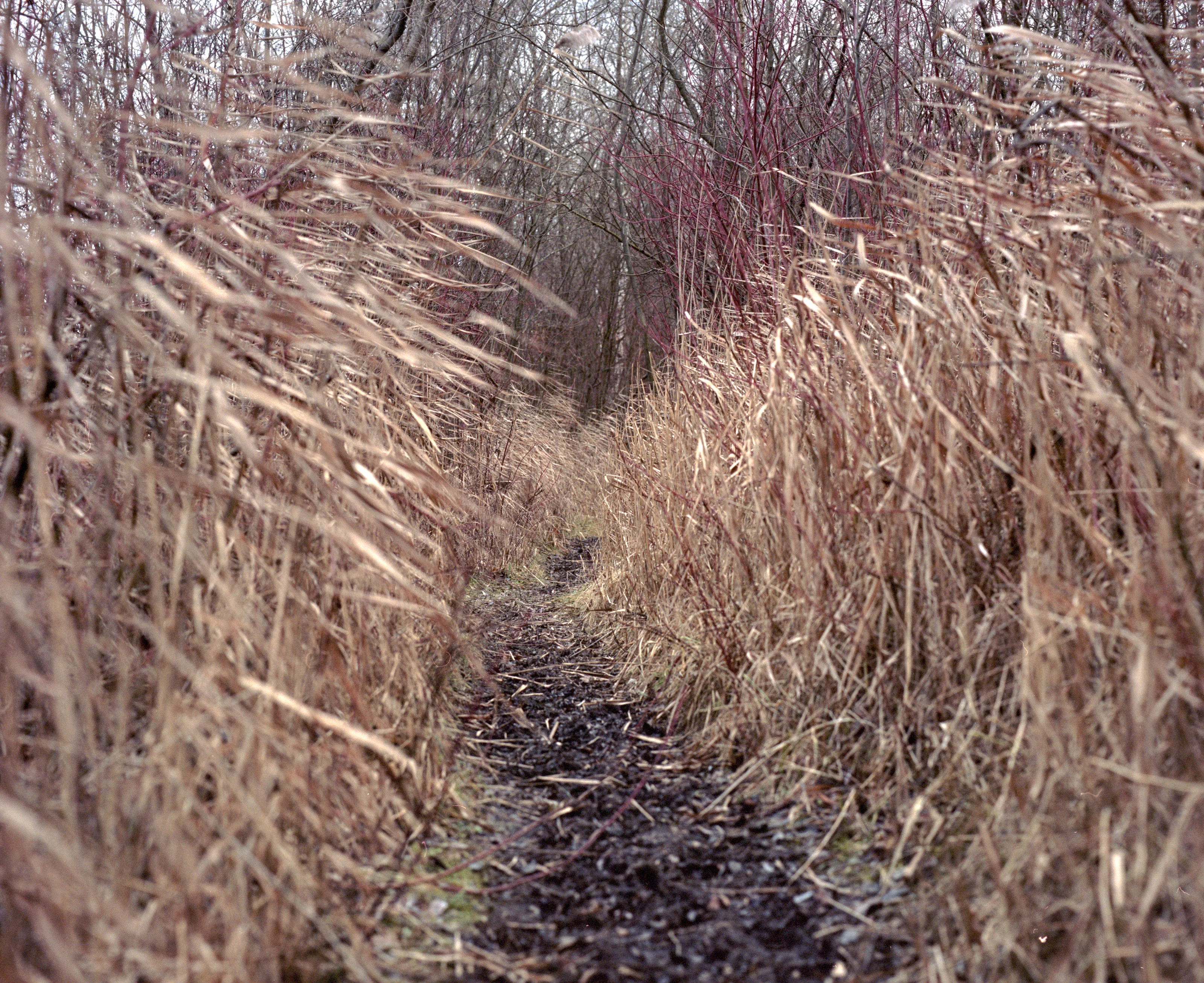 A narrow path lined with tall dry grass and bare trees on either side.