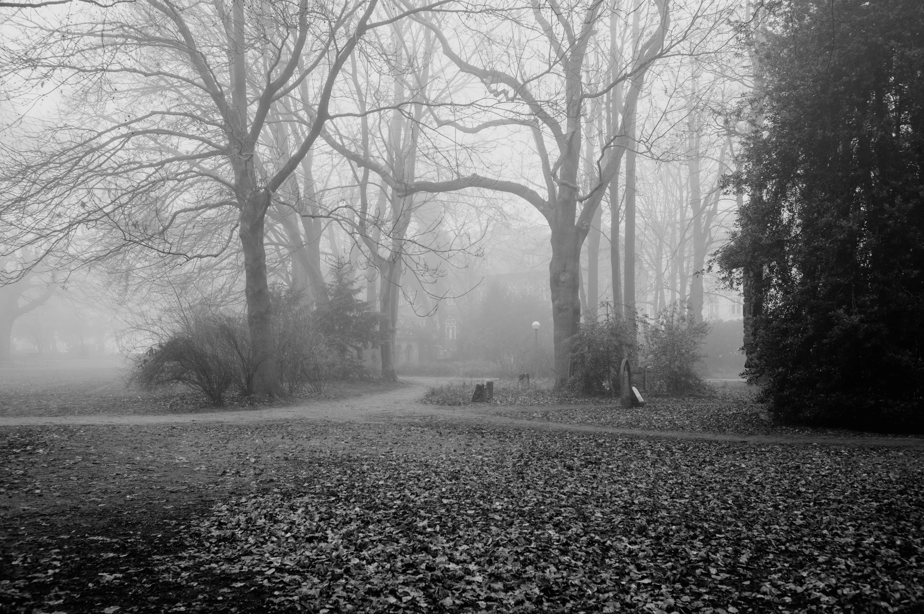 Foggy park scene with bare trees and a path covered in fallen leaves.
