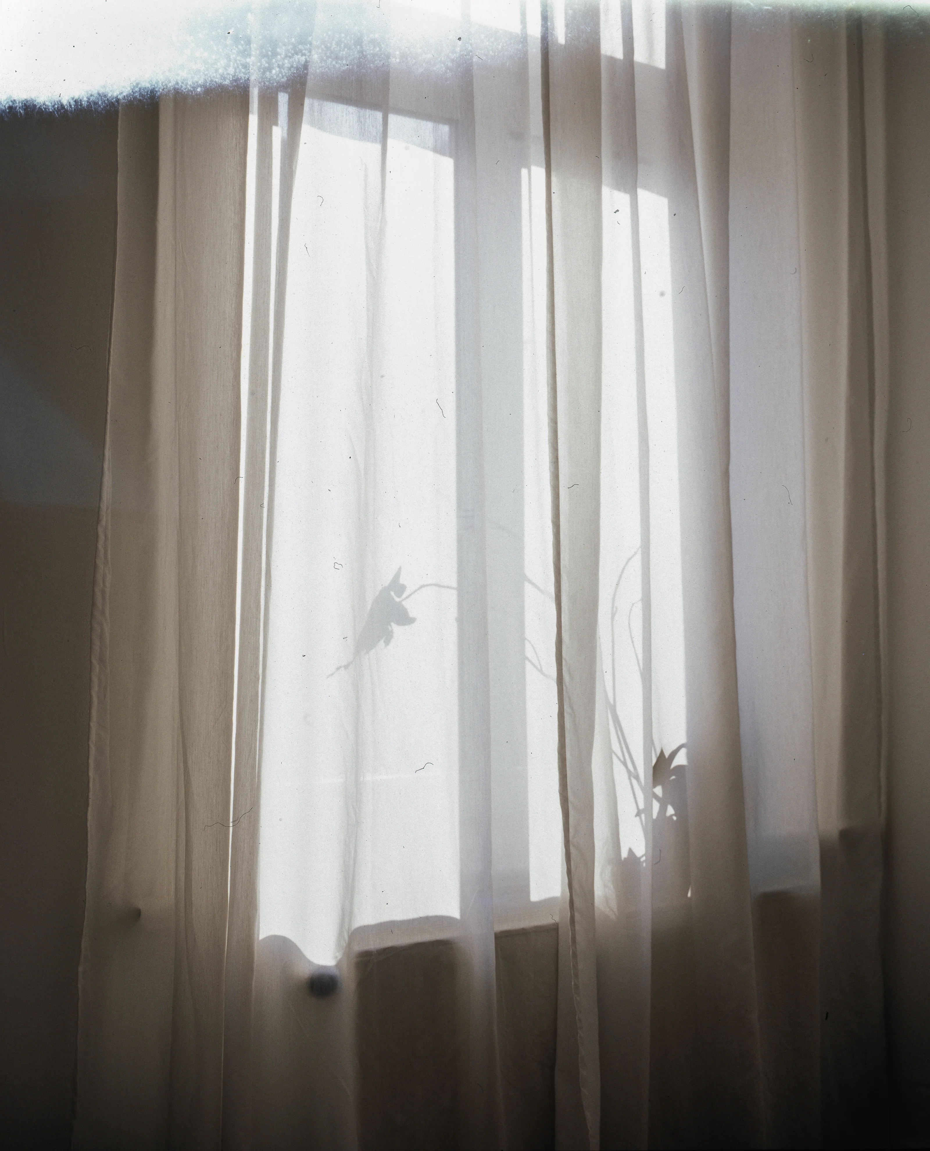 Sheer curtains softly lit by sunlight with a plant silhouette behind them.