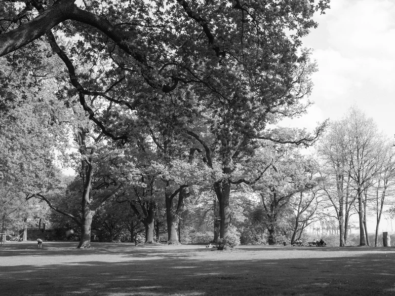 Black and white photo of a park with large trees and a lone person walking in the distance.