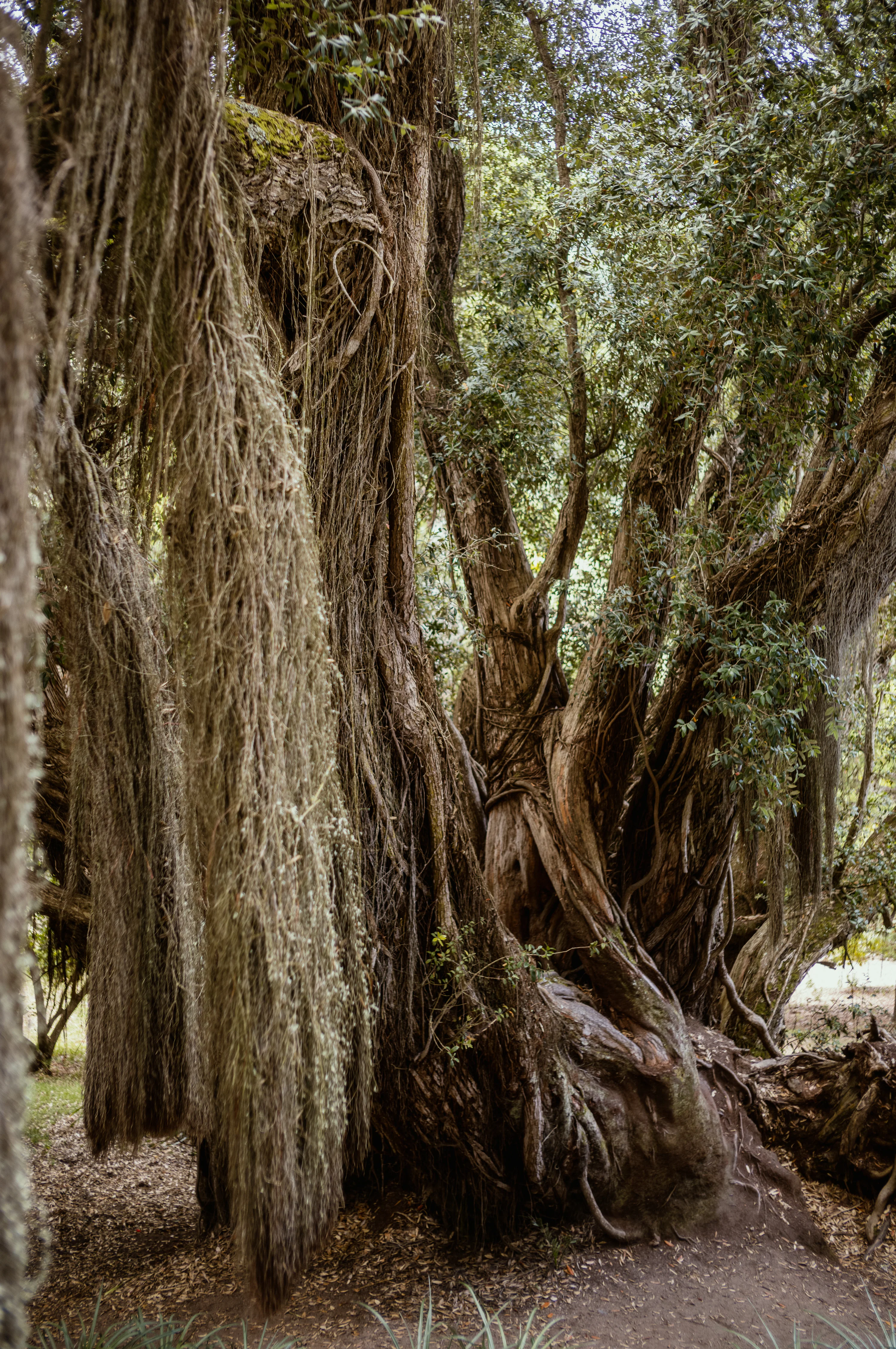 Massive ancient tree with thick, twisted roots and draping moss in a forest setting.