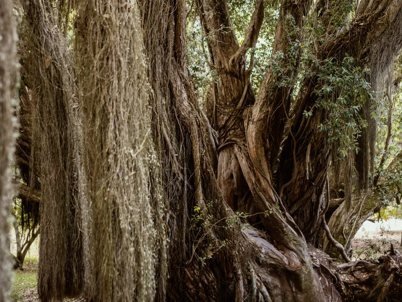 Massive ancient tree with thick, twisted roots and draping moss in a forest setting.