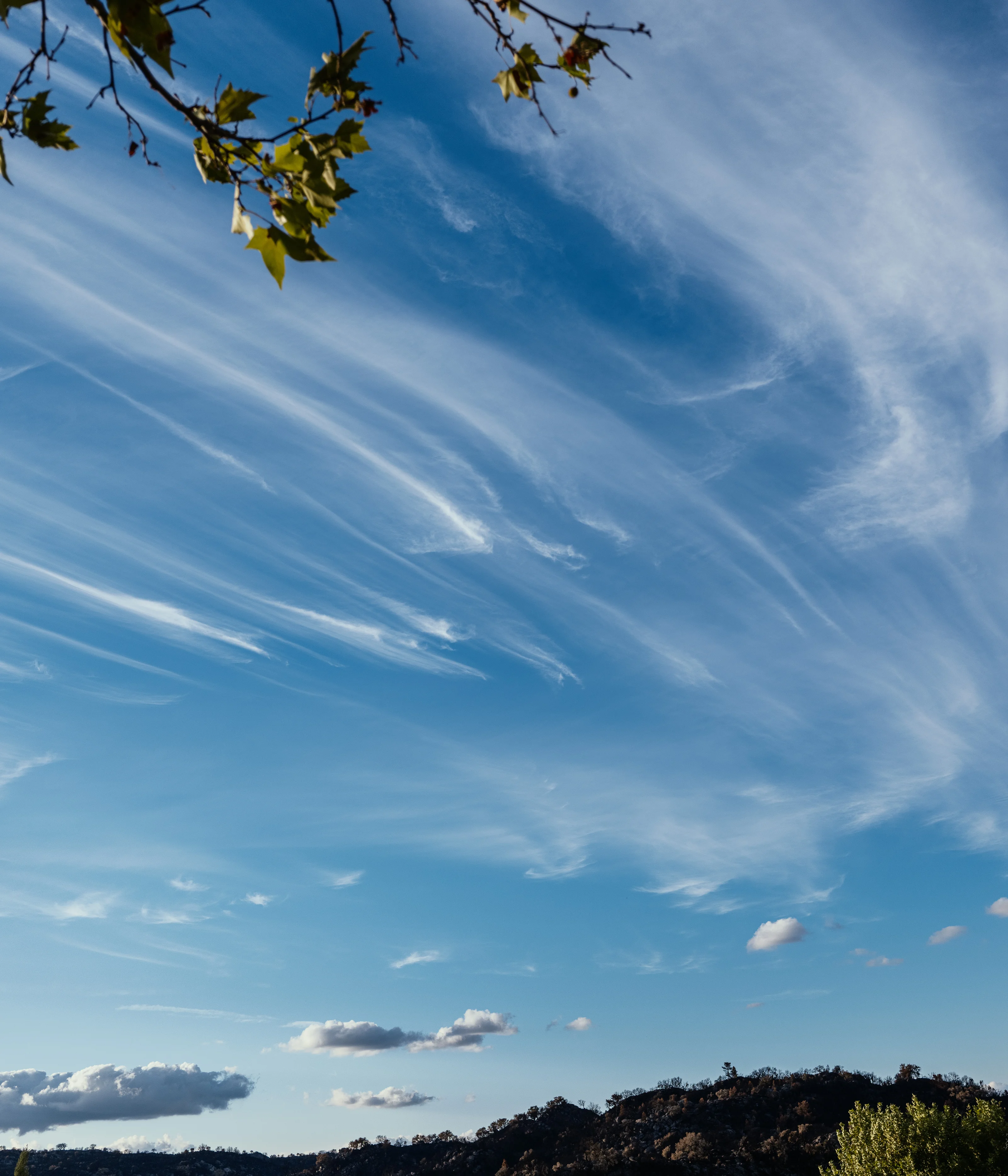 Blue sky with wispy clouds and tree branches framing the top.