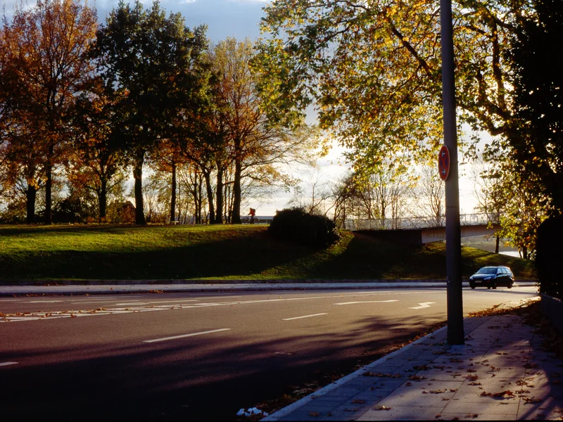 A tree-lined street with autumn foliage and shadows under a cloudy sky.